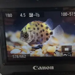 Butter Fish, photo 5