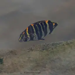 Butter Fish, photo 6
