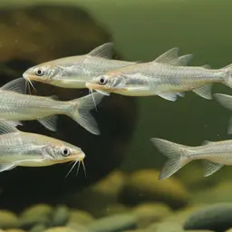 Butter Catfish, photo 1