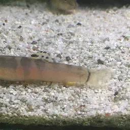 Tri Band Sumo Loach, photo 1
