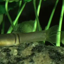 Tri Band Sumo Loach, photo 2