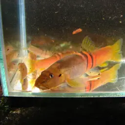 Tri Band Sumo Loach, photo 3