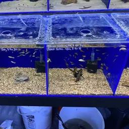 Tri Band Sumo Loach, photo 4