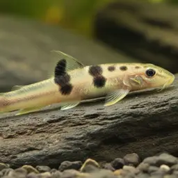 Tri Band Sumo Loach, photo 5