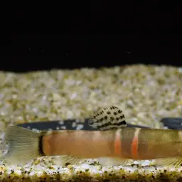 Tri Band Sumo Loach, photo 1