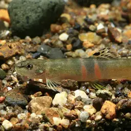 Tri Band Sumo Loach, photo 2