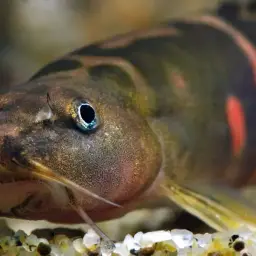Tri Band Sumo Loach, photo 3