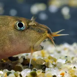 Tri Band Sumo Loach, photo 4