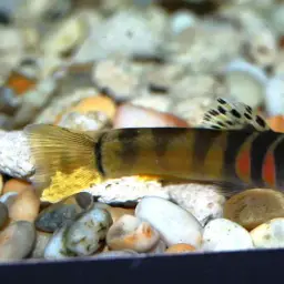 Tri Band Sumo Loach, photo 5