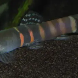 Tri Band Sumo Loach, photo 6