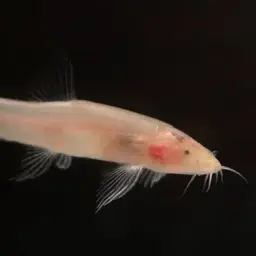 Cave Loach, photo 2