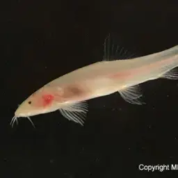 Cave Loach, photo 3