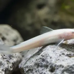 Cave Loach