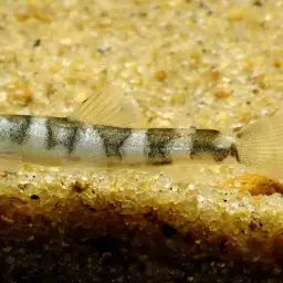 Firefly Loach, photo 2