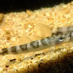 Firefly Loach, photo 3