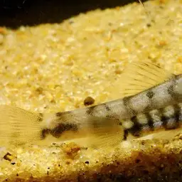 Firefly Loach, photo 4