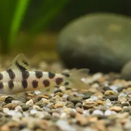 Firefly Loach, photo 1