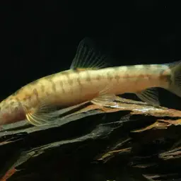 Blind Cave Loach, photo 2