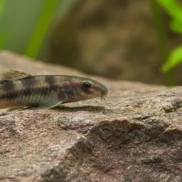 Blind Cave Loach
