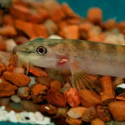 Banded Mountain Loach
