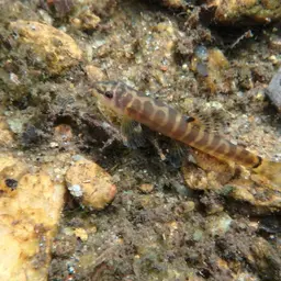 Banded Mountain Loach, photo 2