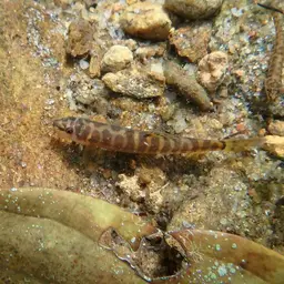 Banded Mountain Loach, photo 3