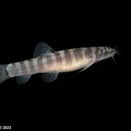 Banded Mountain Loach, photo 4