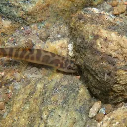 Banded Mountain Loach, photo 5