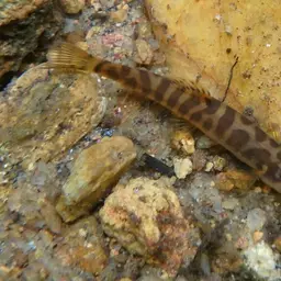 Banded Mountain Loach, photo 6