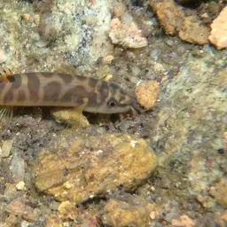 Banded Mountain Loach, photo 7
