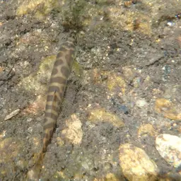 Banded Mountain Loach, photo 8