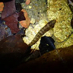 Banded Mountain Loach, photo 9