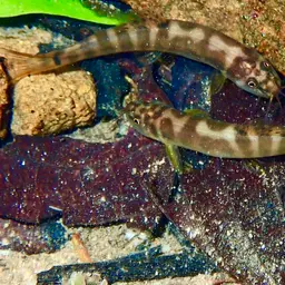 Banded Mountain Loach, photo 10