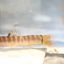 Banded Mountain Loach, photo 11