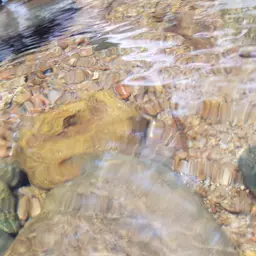 Banded Mountain Loach, photo 12