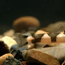 Dr. Pridi's Loach, photo 2