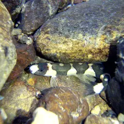 Dr. Pridi's Loach, photo 3