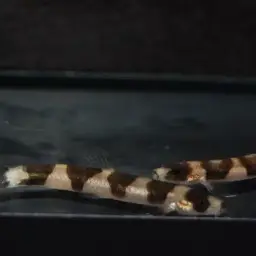 Dr. Pridi's Loach, photo 4