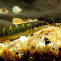 Savona Stone Loach, photo 1