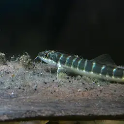 Savona Stone Loach, photo 2