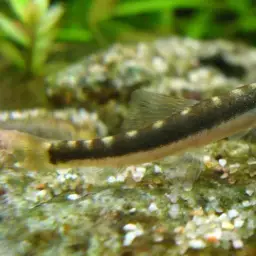 Savona Stone Loach, photo 3
