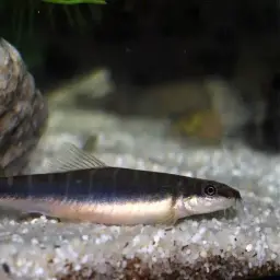 Savona Stone Loach, photo 4