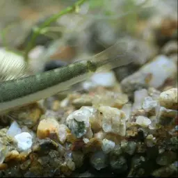 Savona Stone Loach, photo 5