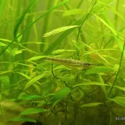 Savona Stone Loach, photo 6