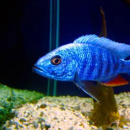 Electric Blue Hap