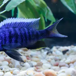 Electric Blue Hap, photo 2