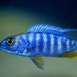 Electric Blue Cichlid
