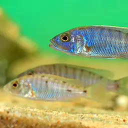 Electric Blue Cichlid, photo 2