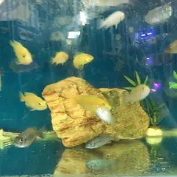 Electric Blue Cichlid, photo 3