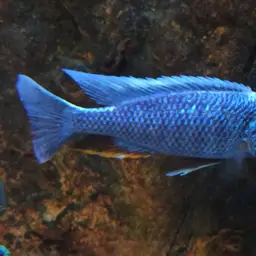 Electric Blue Cichlid, photo 4